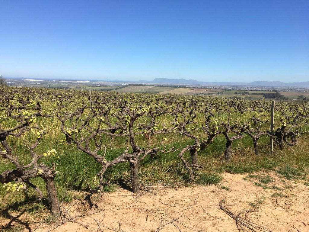 Wijnvelden Zuid-Afrika